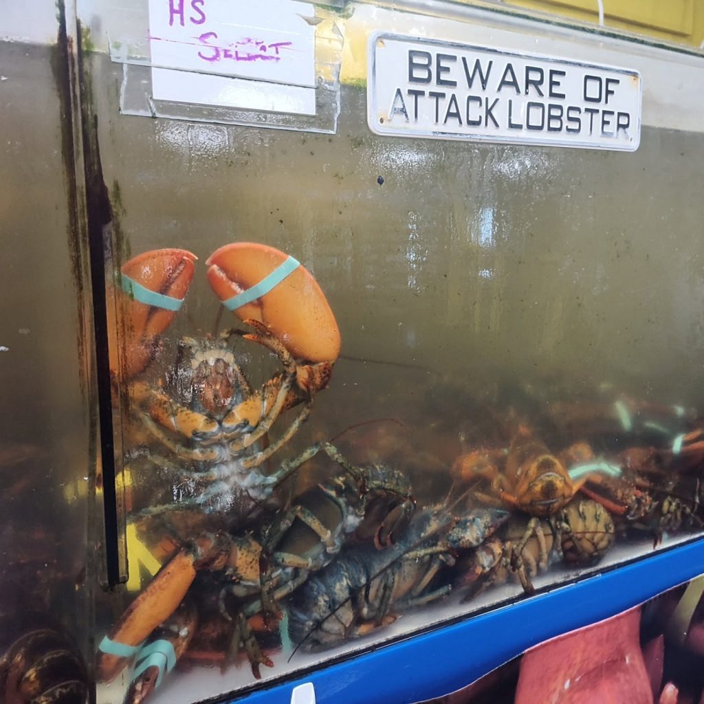 Lobsters in a tank below a Beware of Attack Lobster sign